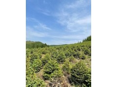 50公分營養(yǎng)杯樟子松樹苗,70公分青白扦云杉樹苗