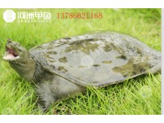 外塘甲魚批發(fā)多少錢一斤