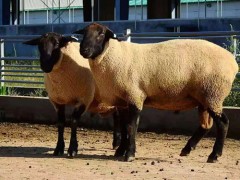 新疆畜牧技術(shù)推廣站內(nèi)蒙古農(nóng)業(yè)農(nóng)村局梁山縣多胎肉羊養(yǎng)殖場(chǎng)